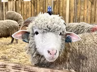 Sheep, Kuibyshev sheep — photo 1