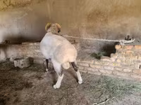 Beran, Rhon sheep — foto 2
