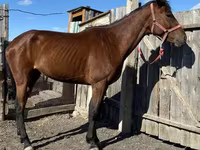 암말, Thoroughbred horse — 사진 2