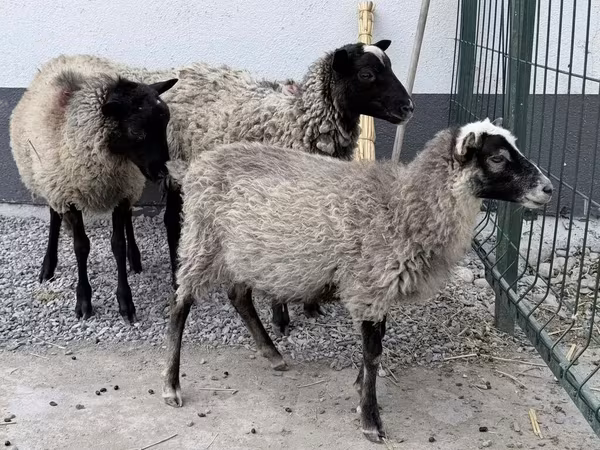 Vædder, Hissar sheep — Kirgisistan
