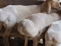 Beran, Arashan sheep — foto 1