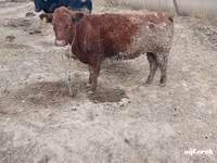 母牛, Aberdeen-Angus — 照片 3