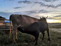 Αγελάδα, Simmental cattle — φωτογραφία 2