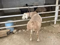 แกะตัวผู้, Rhon sheep — รูปภาพ 3