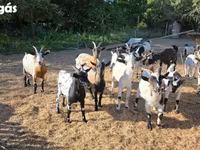 Kambing betina, Nigerian dwarf goats — foto 6