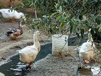 Ducks — ছবি 2