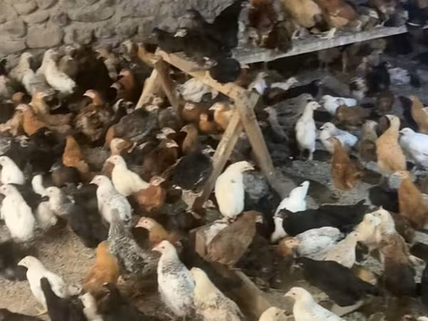 Chickens