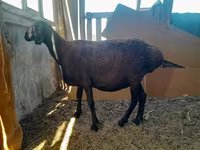 Pecora, Pecore — foto 1