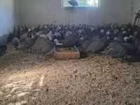 Guinea fowl — 사진 3