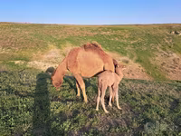 شتر نر, شتر — عکس 4
