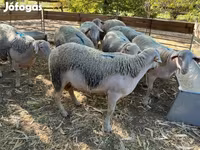 Ram, Schapen — foto 3