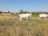 Kozel, Saanen goat — foto 5