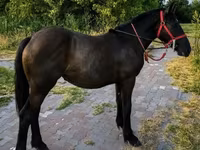 Kuda betina, Horses — foto 2