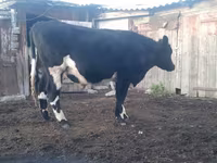 Touro, Russian Black pied cattle — foto 2