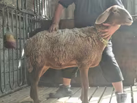 Ovca, Arashan sheep — fotografija 5
