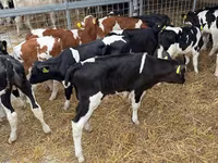 گاو نر, Simmental cattle — عکس 3