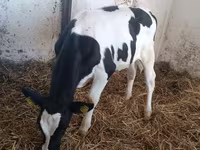 गाय, Russian Black pied cattle — फ़ोटो 1