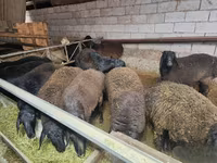 Beran, Edilbay sheep — foto 2