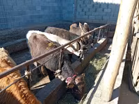 Bulle, Swiss cattle — Foto 2