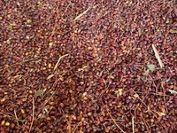 Թութակի կերեր/Parrot food/Корм для попугаев — foto 5