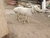 የጎትት አውራ በግ, Hissar sheep — ፎቶ 2