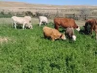 Kuh, Latvian Blue cattle — Foto 2