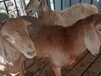 የጎትት አውራ በግ, Arashan sheep — ፎቶ 2