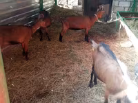 بز ماده, Alpine goat — عکس 4