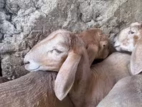 แกะตัวผู้, Arashan sheep — รูปภาพ 4