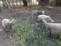 Schaf, White Suffolk sheep — Foto 1