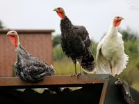 Turkeys — foto 1