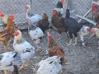 Chickens — sawirka 1