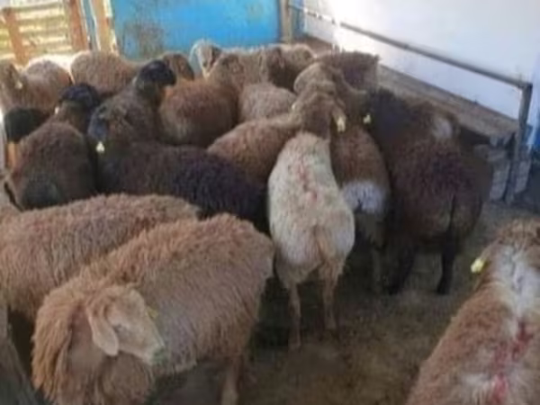 Қошқар, Kazakh fat-tailed coarsewool sheep