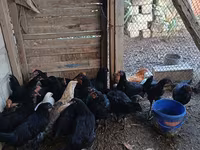 Chickens — الصورة 1