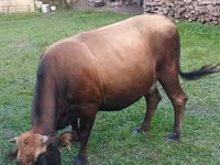 گاو ماده, گاو — عکس 1