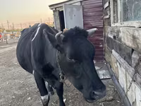 گاو ماده, Russian Black pied cattle — عکس 3