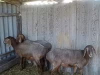 Pecora, Arashan sheep — foto 1