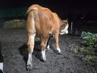 Tjur, Swiss cattle — foto 4