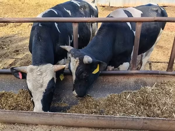 Beran, Edilbay sheep