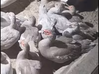Ducks — عکس 1