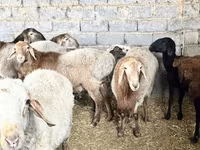 بھیڑ, بھیڑیں — تصویر 3