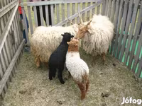 公羊, Sheep — 照片 4