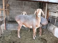 Baran, Arashan sheep — zdjęcie 1
