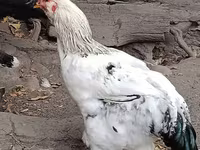 Chickens — 사진 2