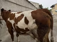 گاو ماده, Simmental cattle — عکس 1