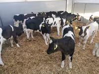 公牛, Cattle — 照片 3
