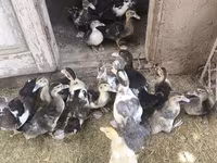 Ducks — zdjęcie 1