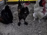 Chickens — foto 4