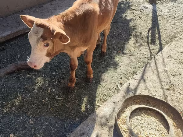 Bovine (lot, sex nespecificat), Simmental cattle