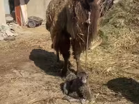 Cămilă femelă, Cămile — foto 1